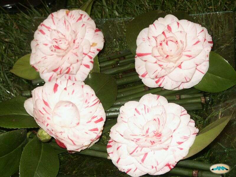 Image of camellia