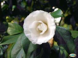 Image of camellia