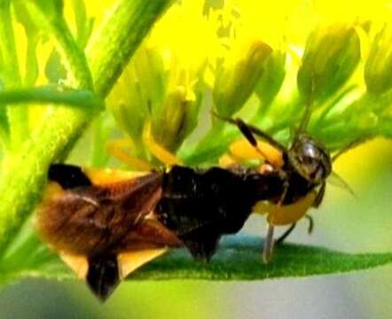 Image of Pennsylvania Ambush Bug