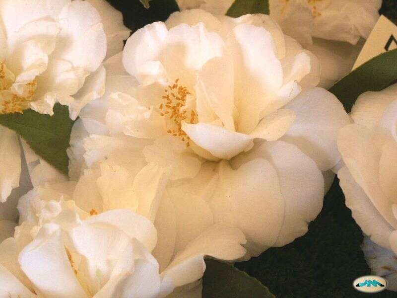 Image of camellia