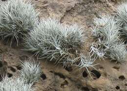 Imagem de Tillandsia albida Mez & Purpus