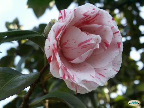 Image of camellia