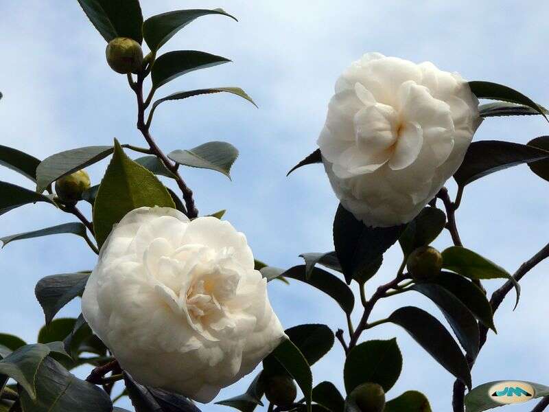 Image of camellia