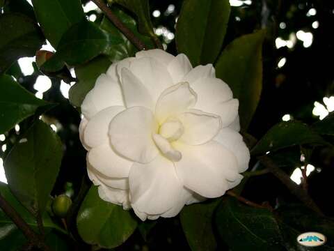 Image of camellia