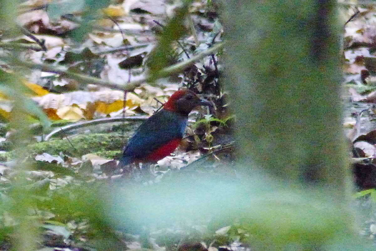 Image of Papuan Pitta