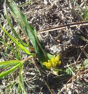 Imagem de Lachenalia reflexa Thunb.