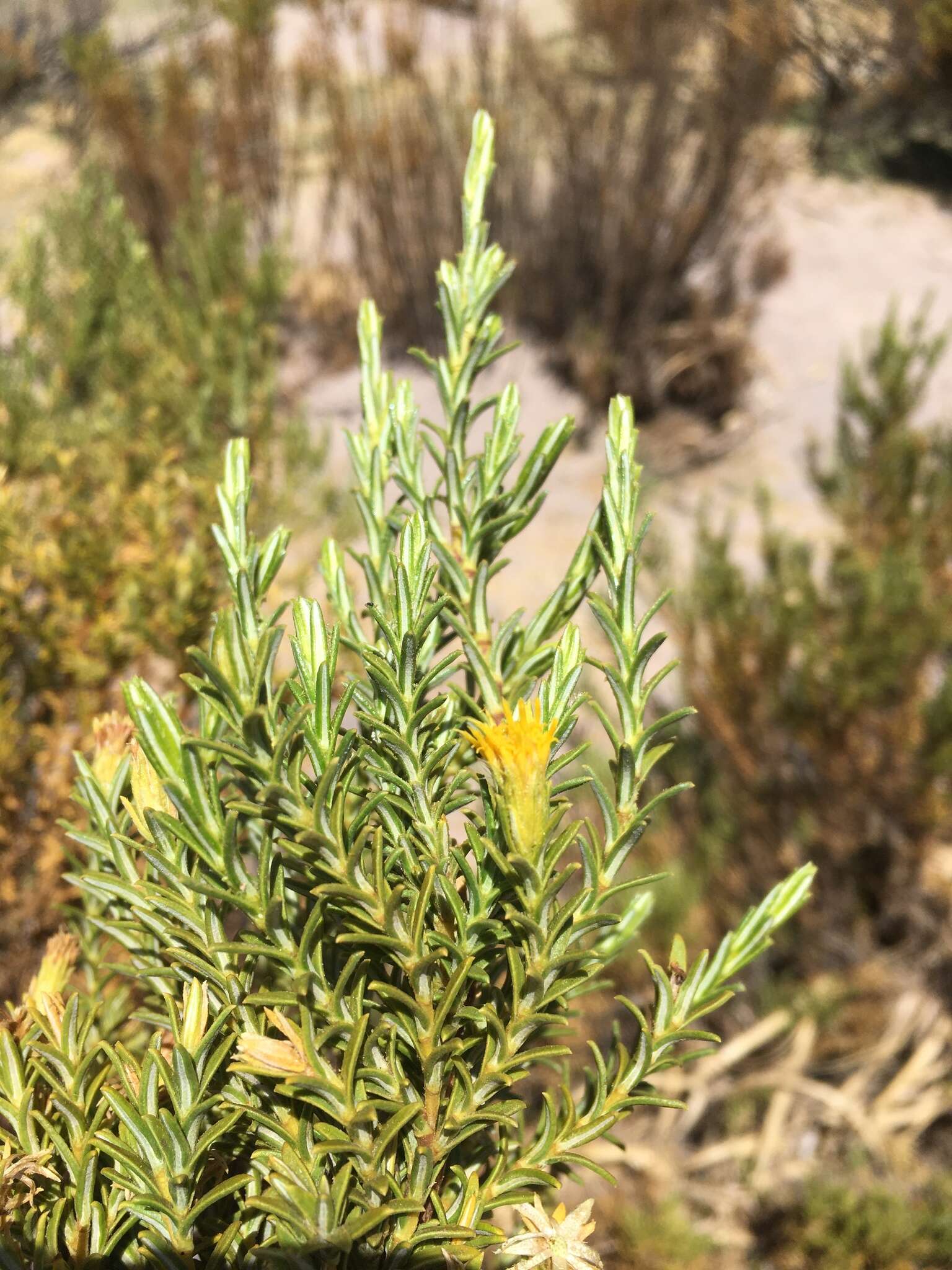 Image of Parastrephia lucida (Meyen) Cabrera