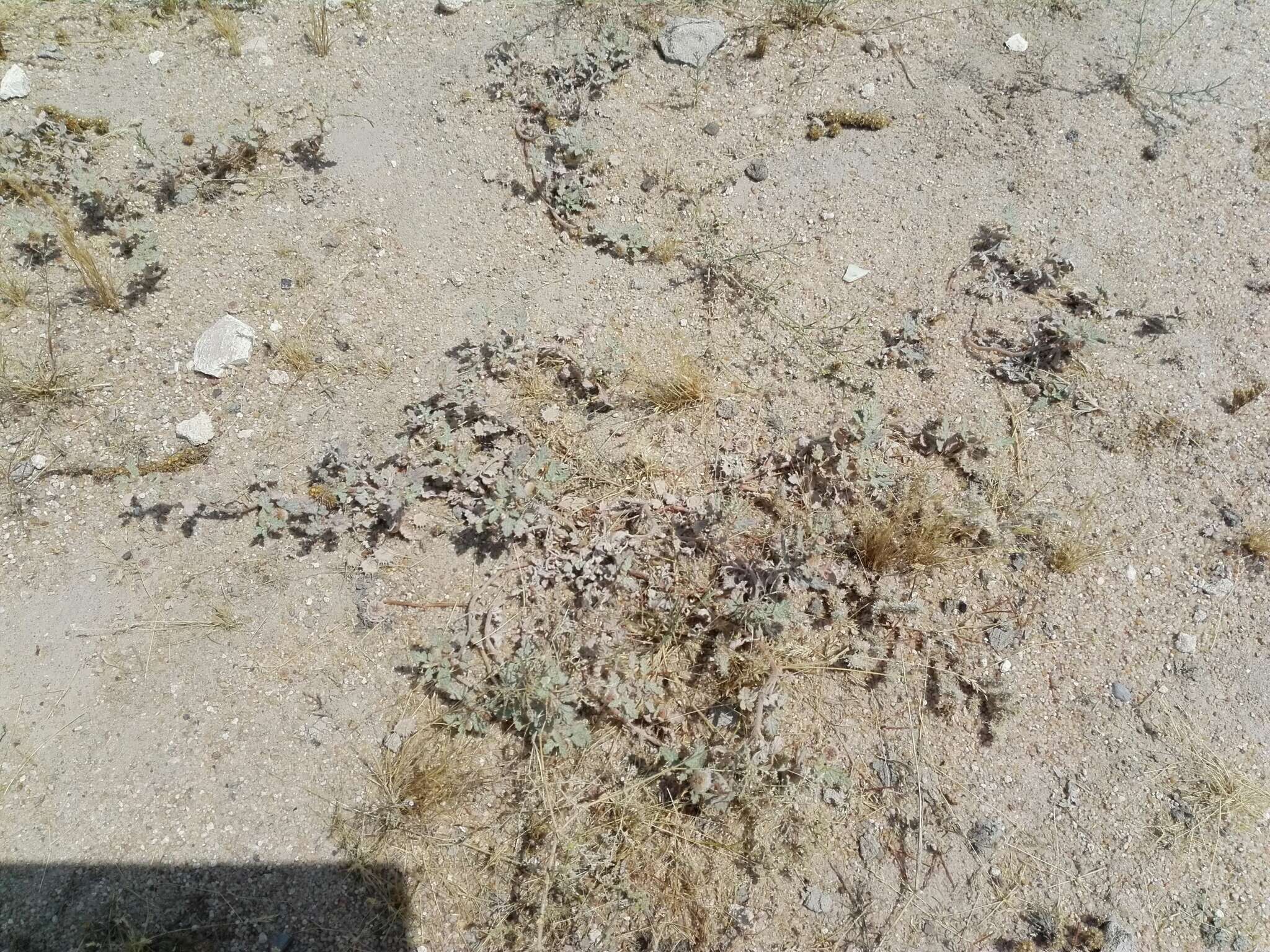 Image de Neurada procumbens L.