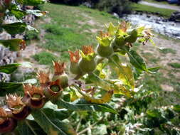 Image of black henbane