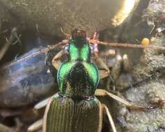 Sivun Chlaenius (Chlaenites) spoliatus (P. Rossi 1792) kuva