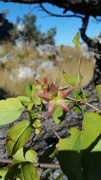 Image of Humbertiella foliosa (Hochr. & Humbert) L. J. Dorr