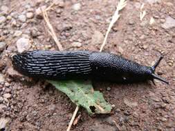 Image of Black slug