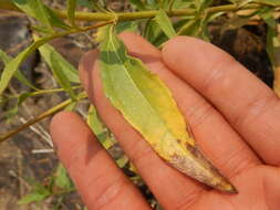 Image of Cusick's sunflower