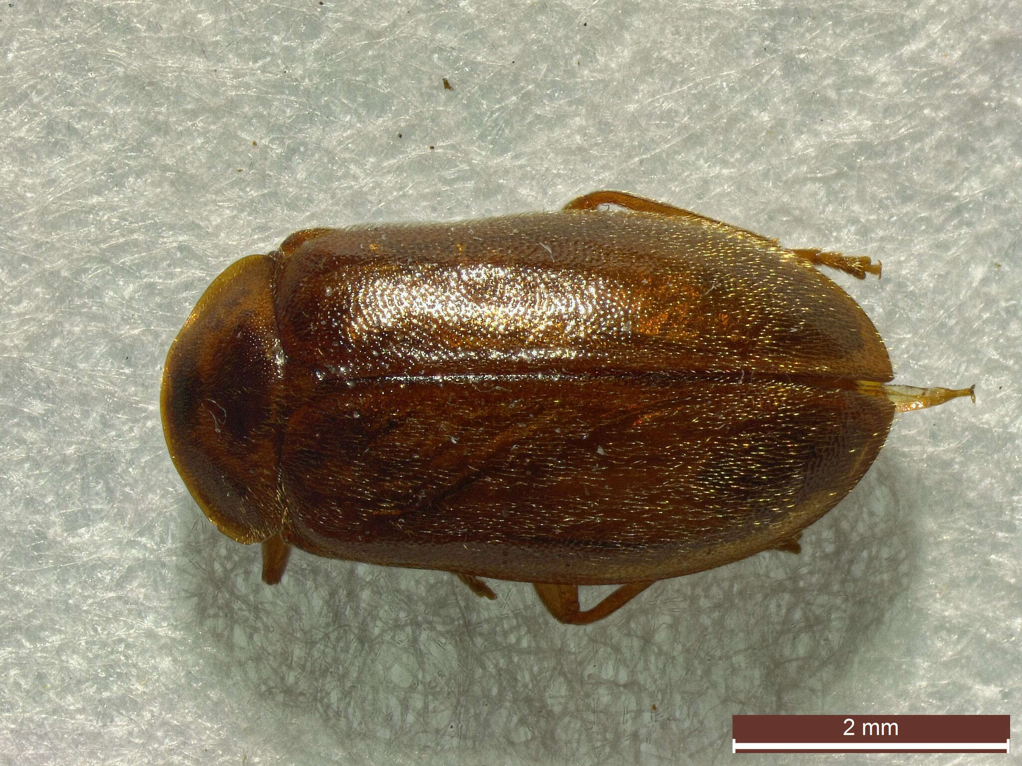 Image of Microcara testacea (Linnaeus 1767)