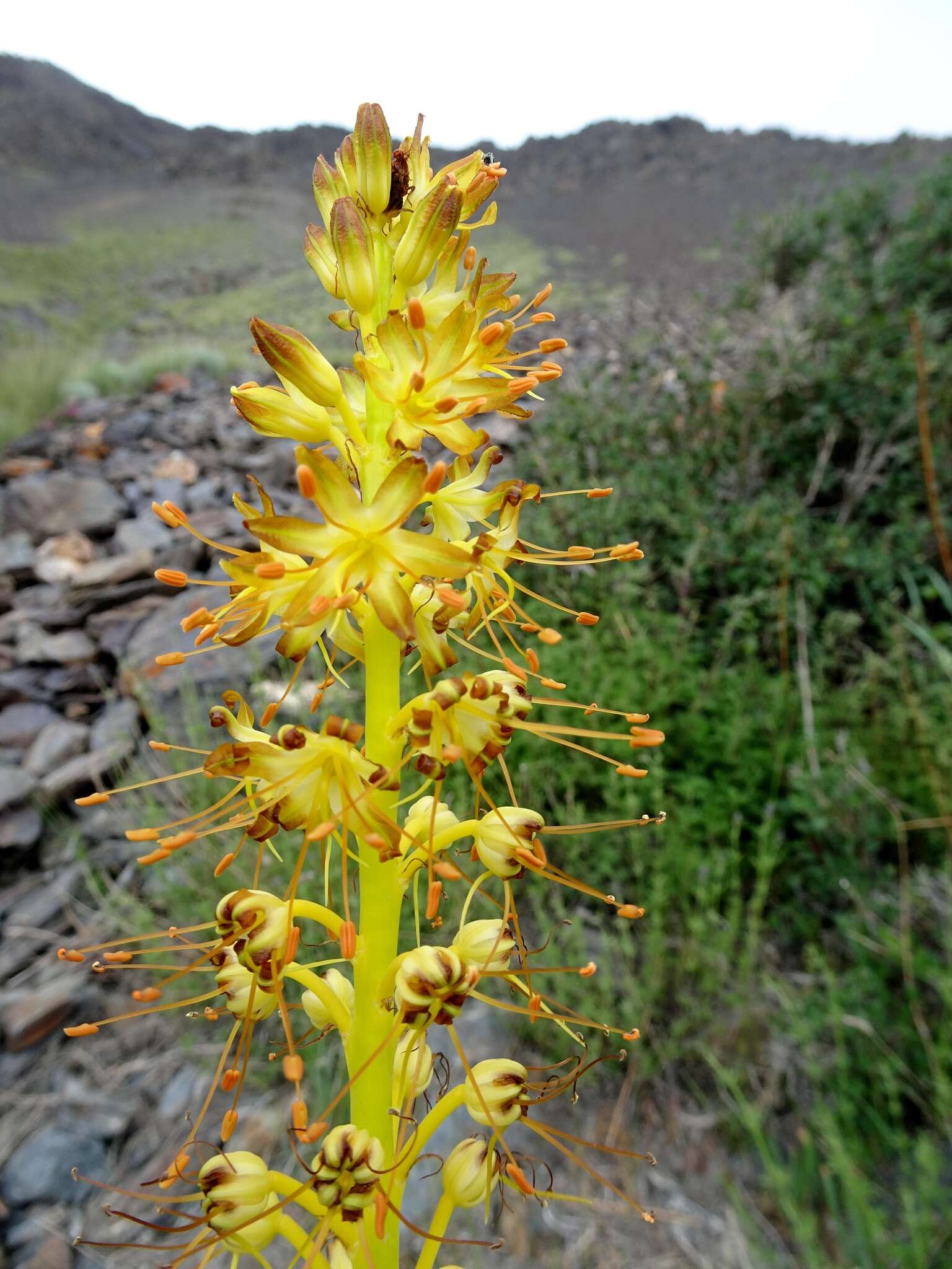 Image of Eremurus fuscus (O. Fedtsch.) Vved.