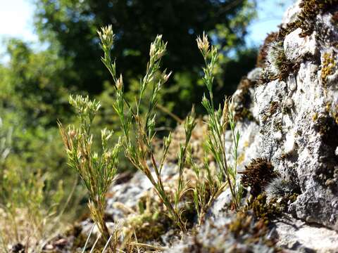 Image of stitchwort