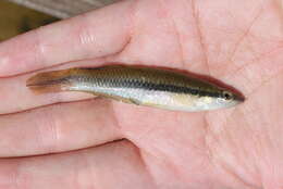 Image of Blackstripe Topminnow