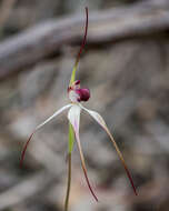 Image of Caladenia behrii Schltdl.