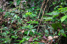 Imagem de Impatiens bonii Hook. fil.