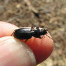 Image of Pterostichus (Bothriopterus) pensylvanicus Le Conte 1873