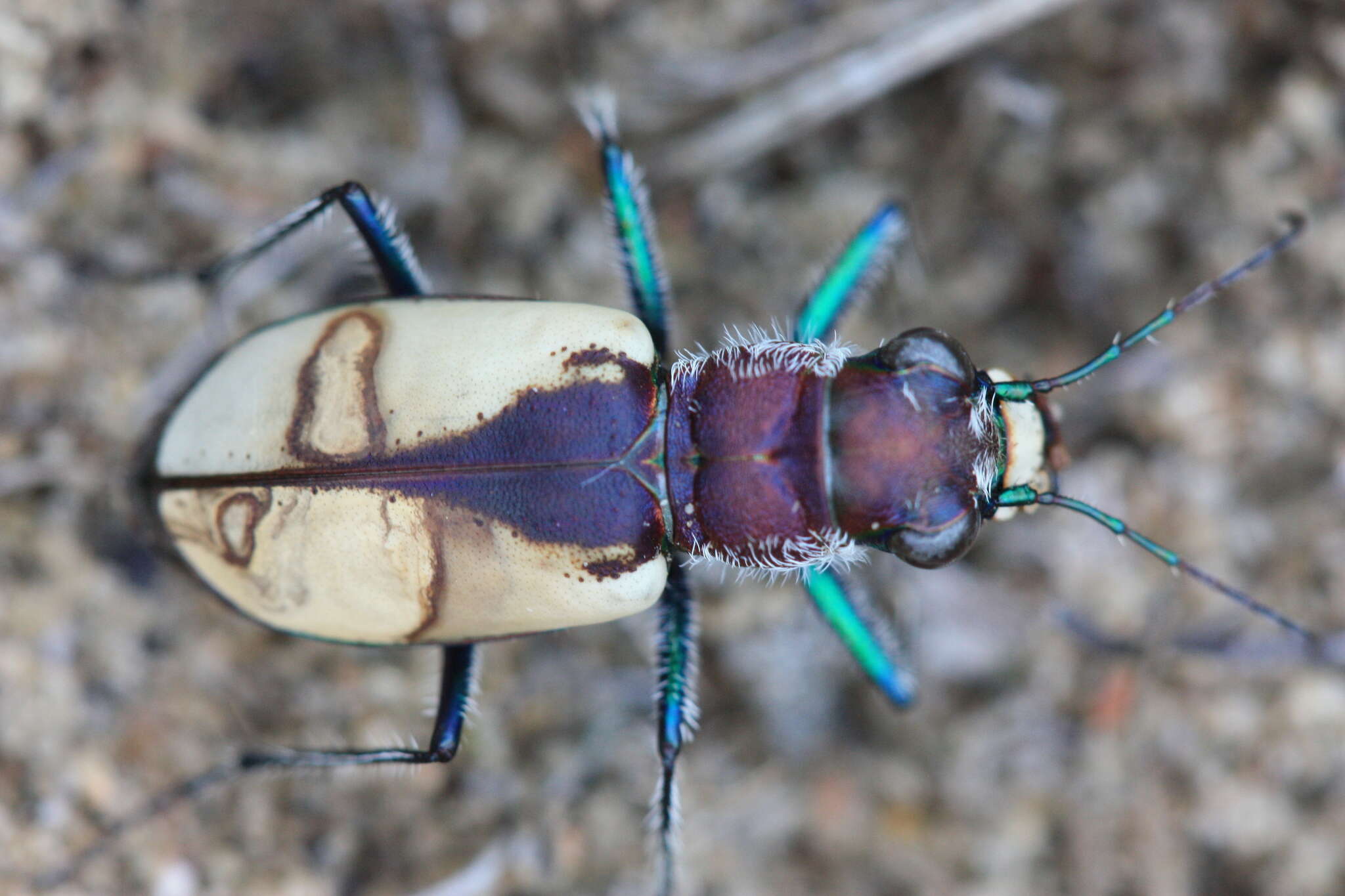 Image of Cicindela (Cicindela) formosa gibsoni Brown 1940