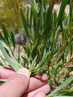 Plancia ëd Protea acuminata Sims