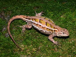 Image of Paintbelly Spiny Lizard