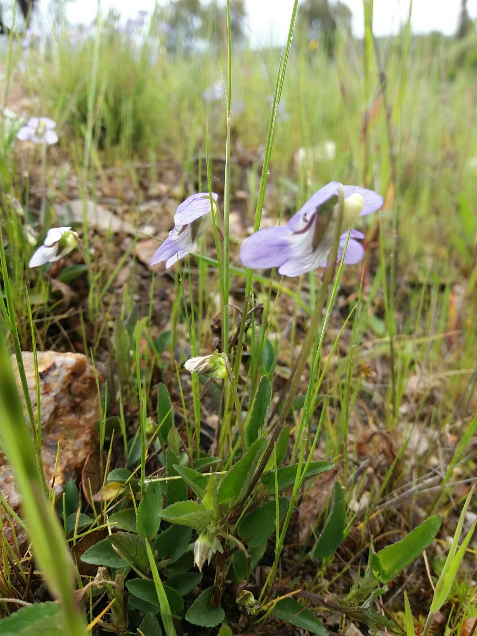 Sivun Viola lactea Sm. kuva