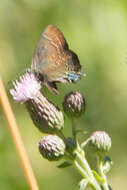 Image of Banded Hairstreak