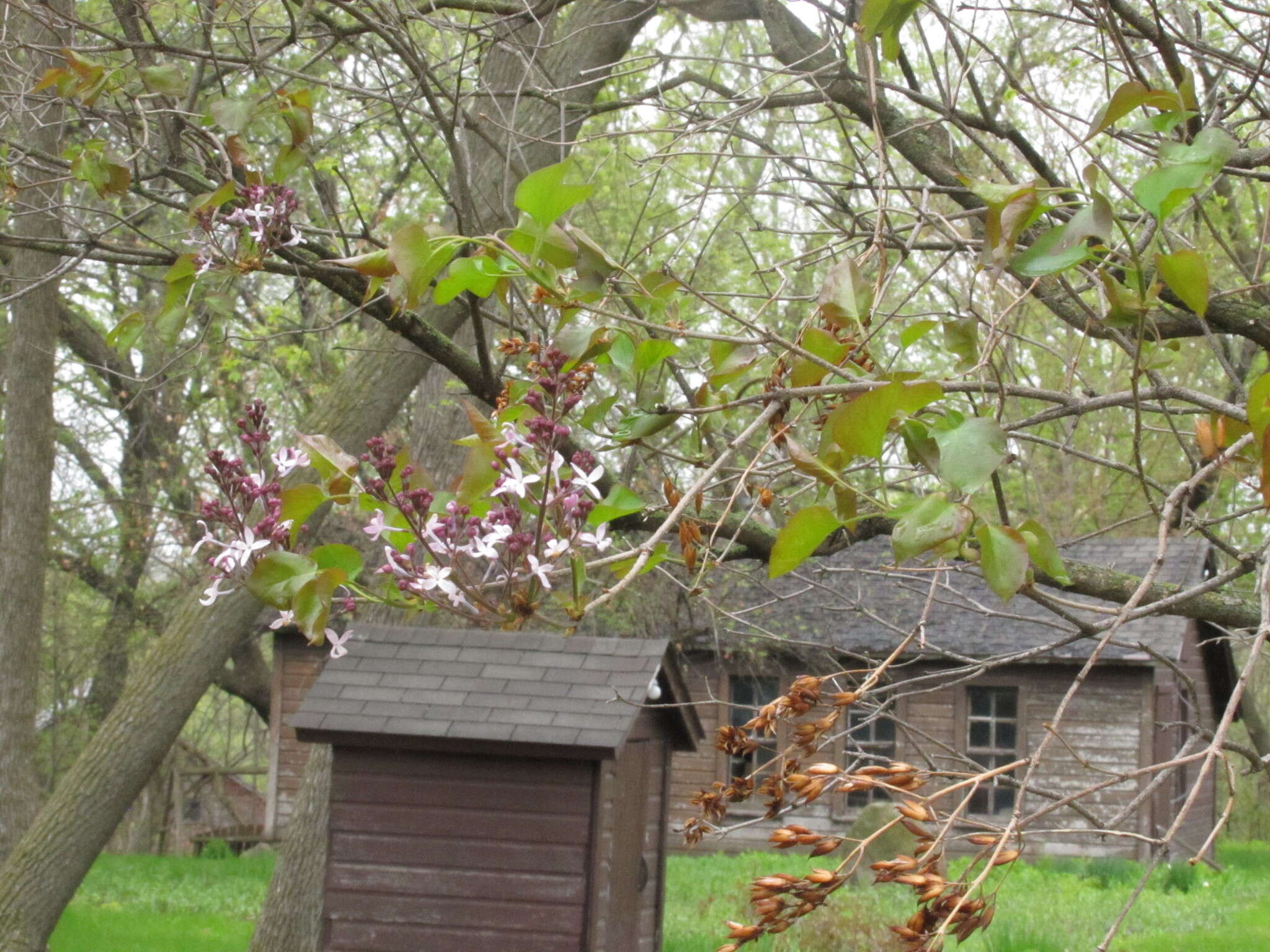 Image of Syringa pubescens subsp. pubescens