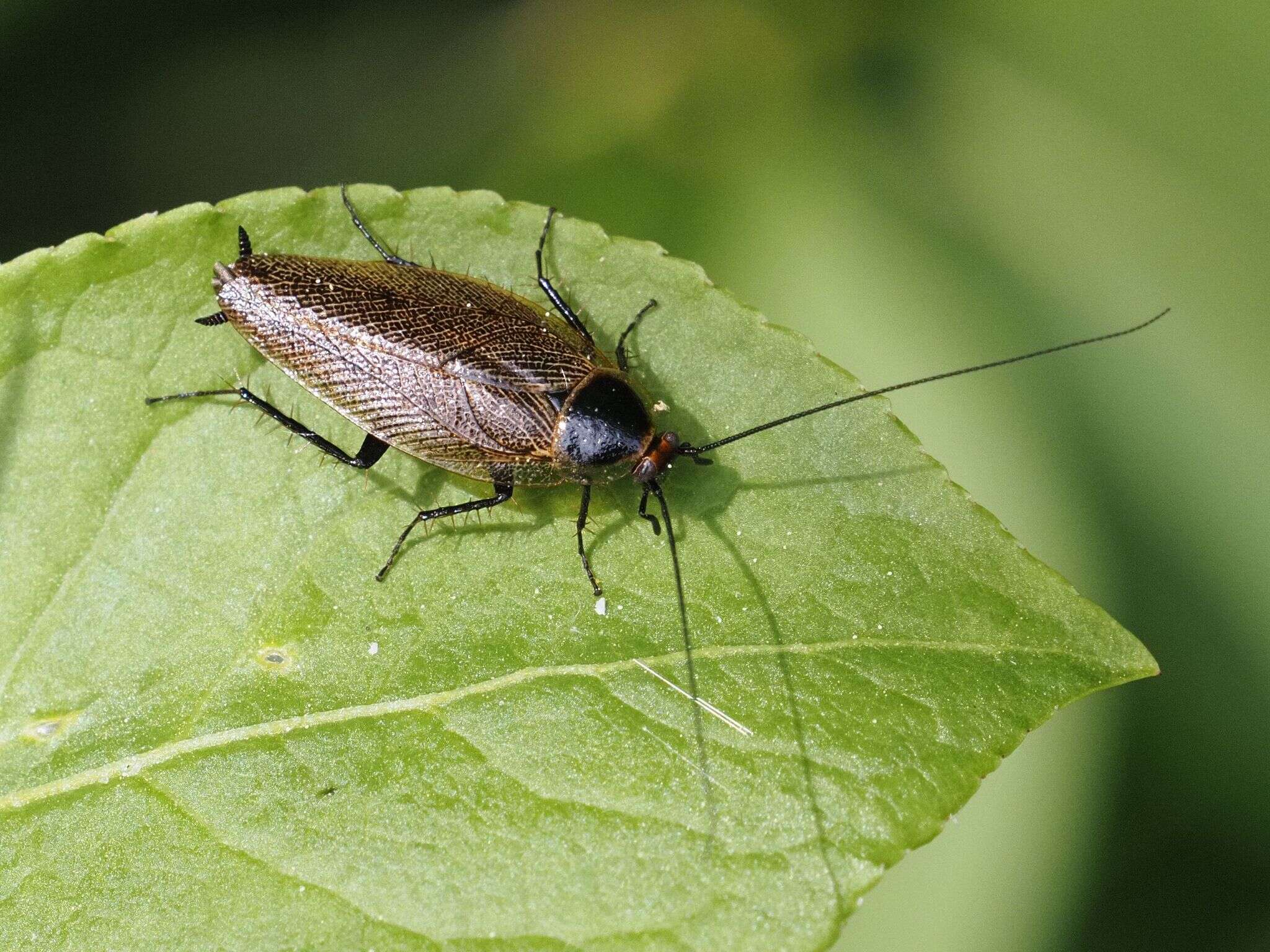 Image of Ectobius (Ectobius) erythronotus Burr 1898