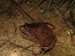 Image of Labyrinth Frog