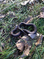 Image of Banded Water Snake