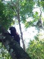 Image of golden-rumped lion tamarin