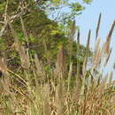 Tripidium arundinaceum resmi