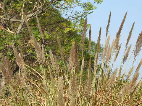 Image of Tripidium