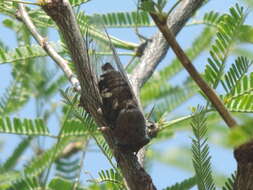 Image of Cornuplura curvispinosa (Davis & W. T. 1936)