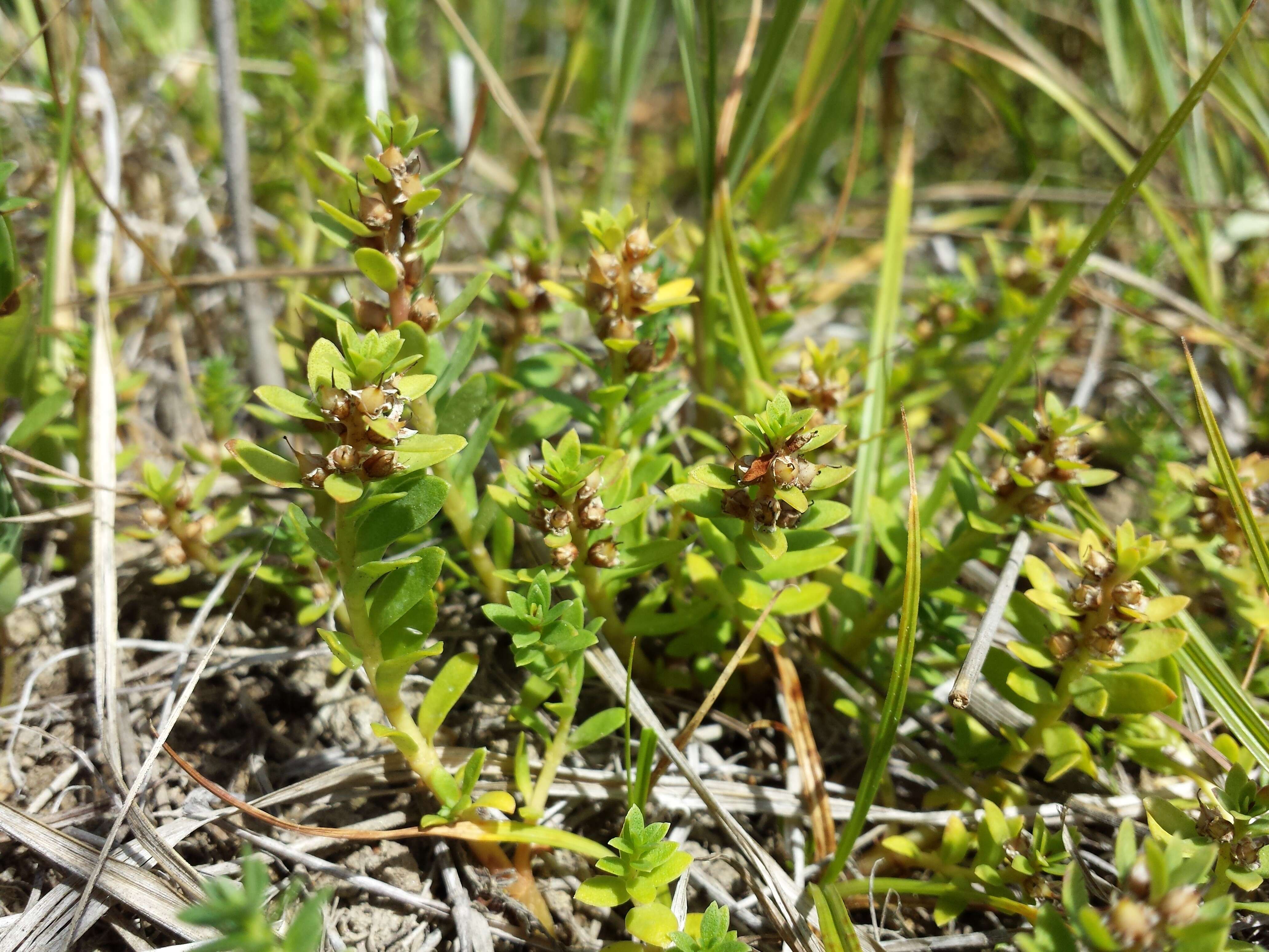 Image of black saltwort