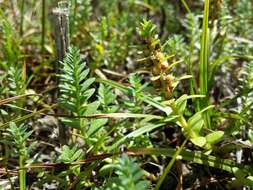 Image of black saltwort