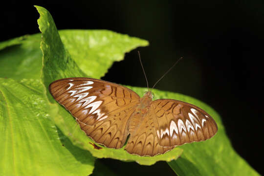 Image of Malay Viscount