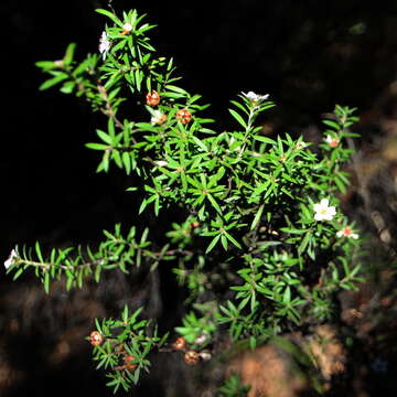 Imagem de Leptospermum scoparium Forst.