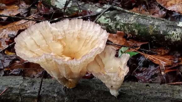 Image of Cymatoderma caperatum (Berk. & Mont.) D. A. Reid 1956