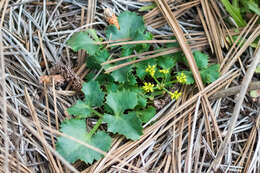 Image of shiny biscuitroot