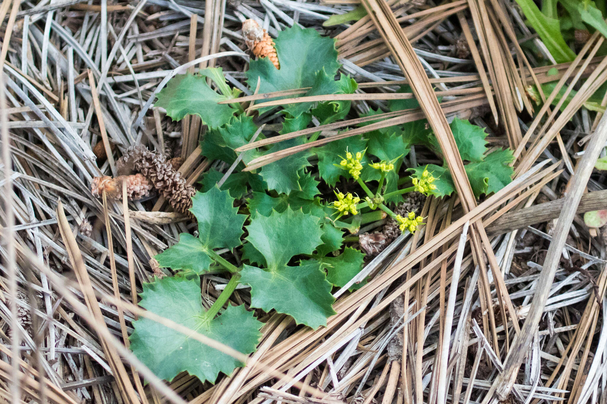 Image of shiny biscuitroot