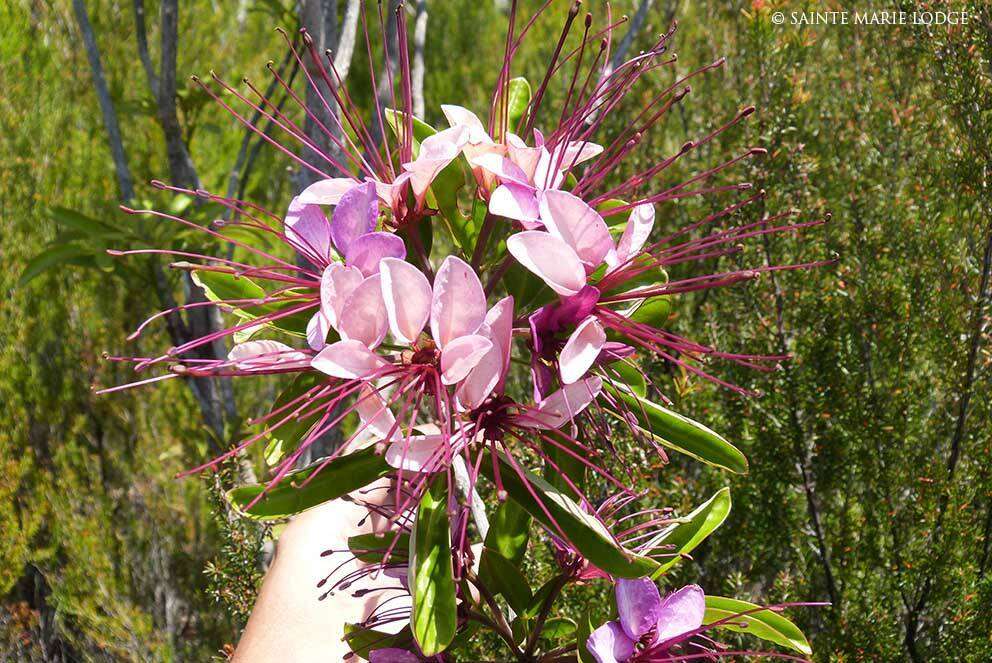 Image of Crateva obovata Vahl