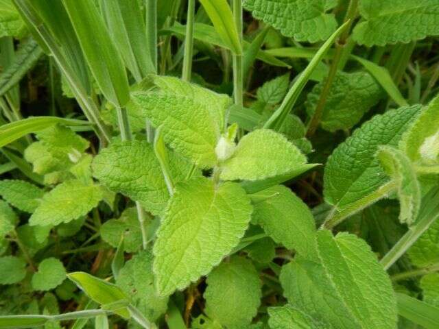 Image of Mexican Hedge-Nettle