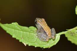 Image of Pristimantis brevicrus (Andersson 1945)