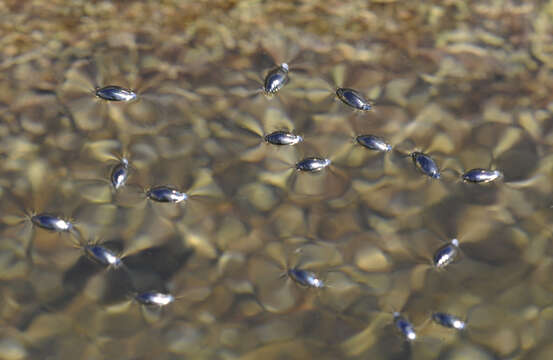 Image of Lesser silver water beetle