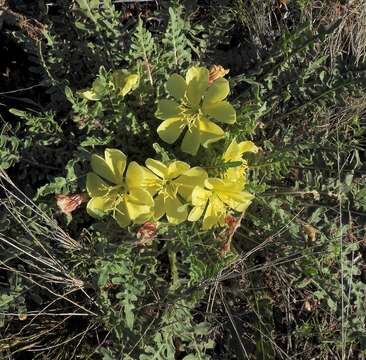 Imagem de Oenothera primiveris subsp. primiveris