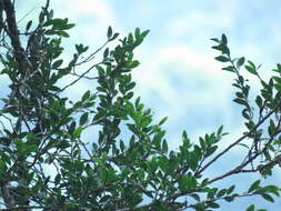 Image of Vaccinium emarginatum Hayata